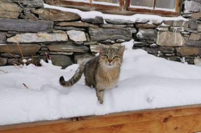 Katze_im_verschneiten_Hochbeet.jpg