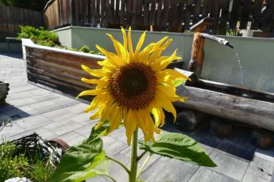 sonnenblume.jpg